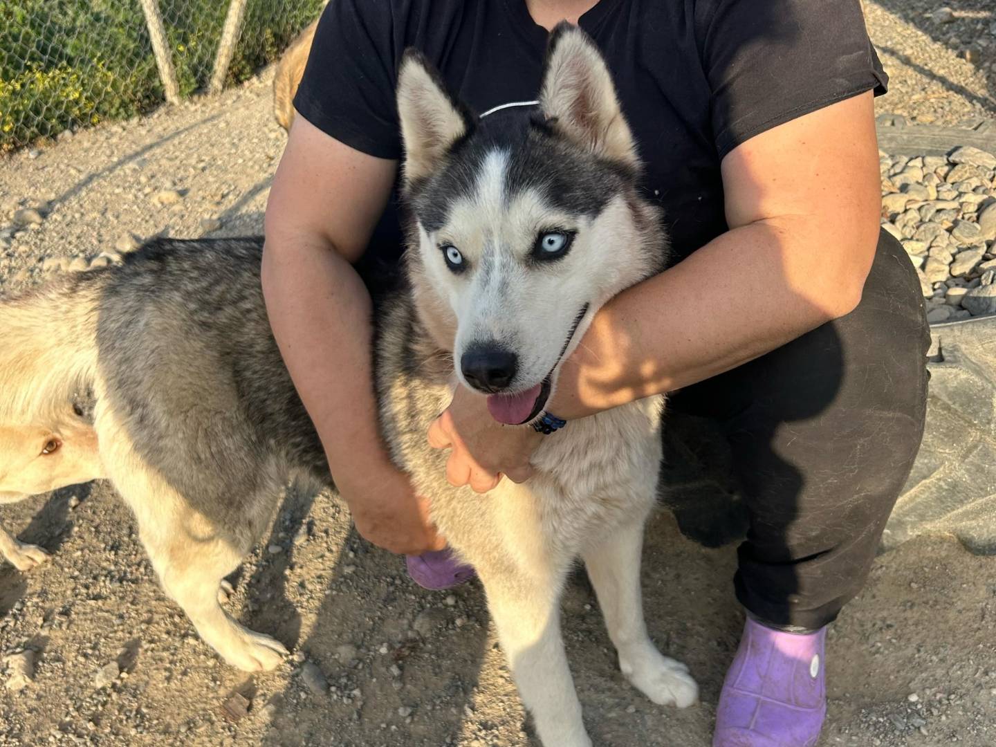 Adozione cane, femmina, Siberian Husky Razza sconosciuta, 1 anno e 6 mesi, taglia media, Crotone