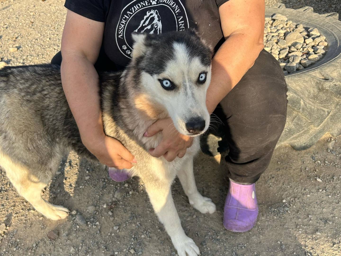 Adotta un cane, taglia media, femmina, Crotone