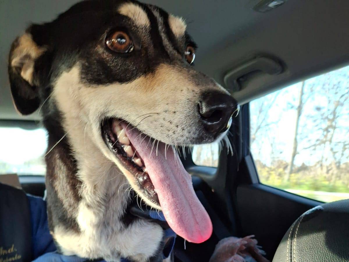 Adozione cane, femmina, Razza sconosciuta Razza sconosciuta, 1 anno e 9 mesi , taglia media contenuta, Crotone
