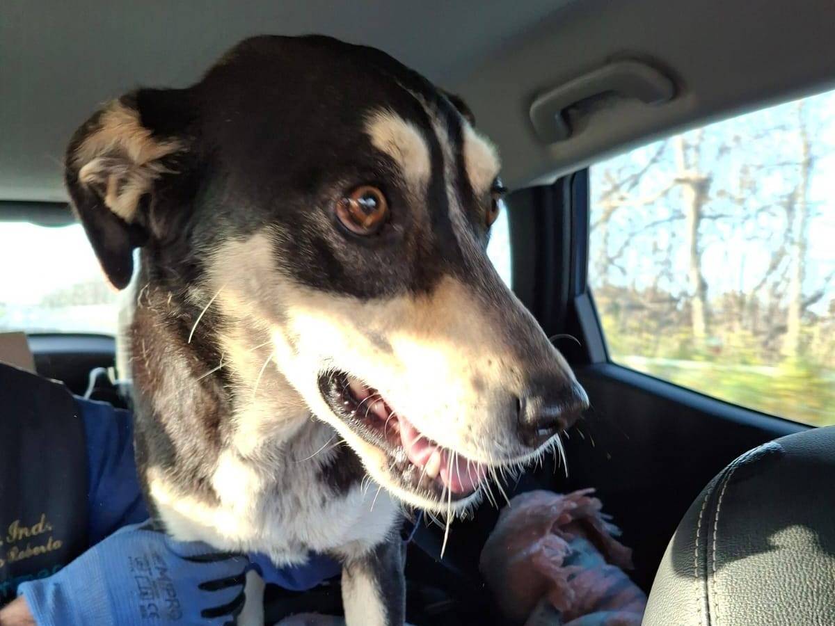 Adotta un cane, femmina, 1 anno e 9 mesi , Crotone