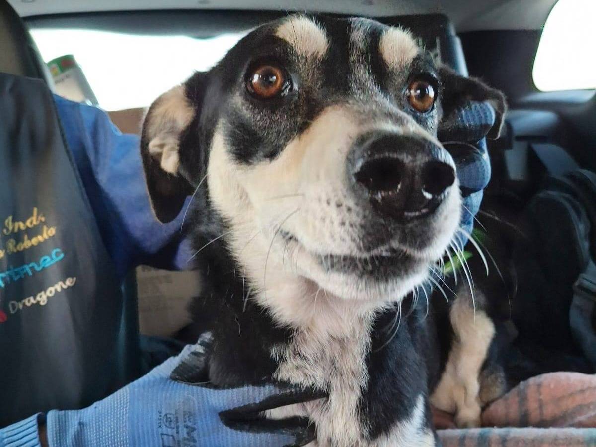 Adotta un cane, taglia media contenuta, femmina, Crotone