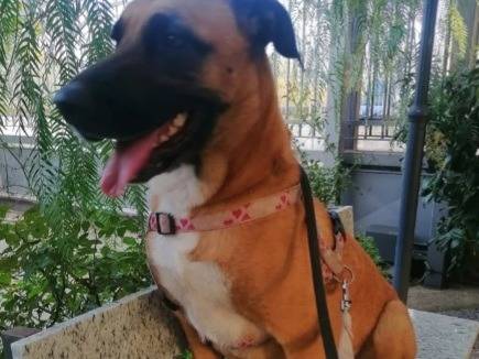 Adotta un cane, femmina, 3 anni  e 1 mese, Napoli