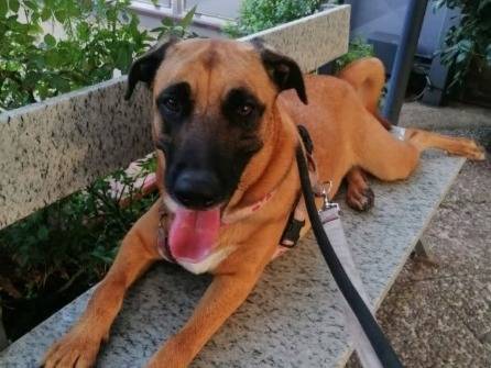 Vuoi adottare un cane a Napoli?
