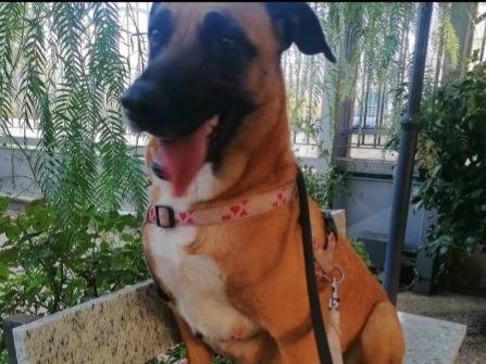 Adotta il cane Gaia Malinois a Napoli