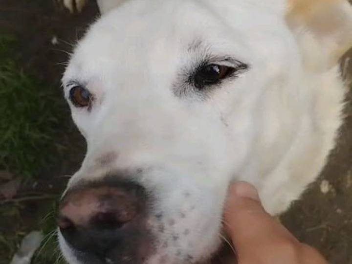 Adotta un cane, taglia grande, maschio, Roma