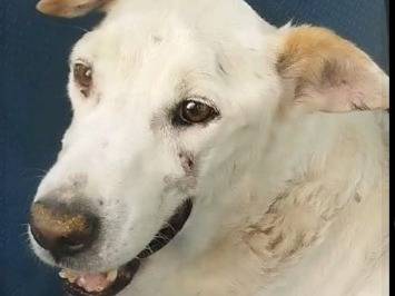 Adotta il cane Teo bianco come la neve a Roma