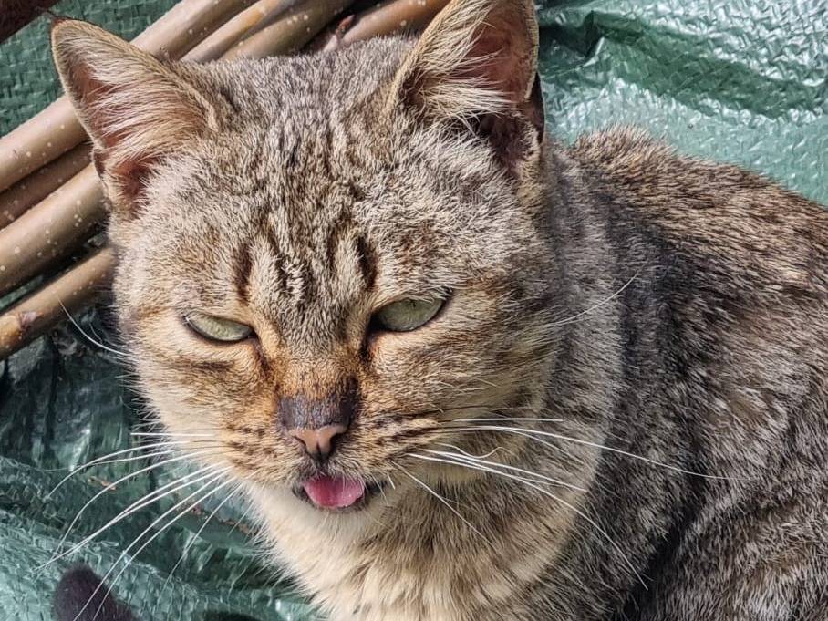 Adozione gatto, femmina, Razza sconosciuta Razza sconosciuta, 2 anni  e 8 mesi , taglia non valida, Vibo