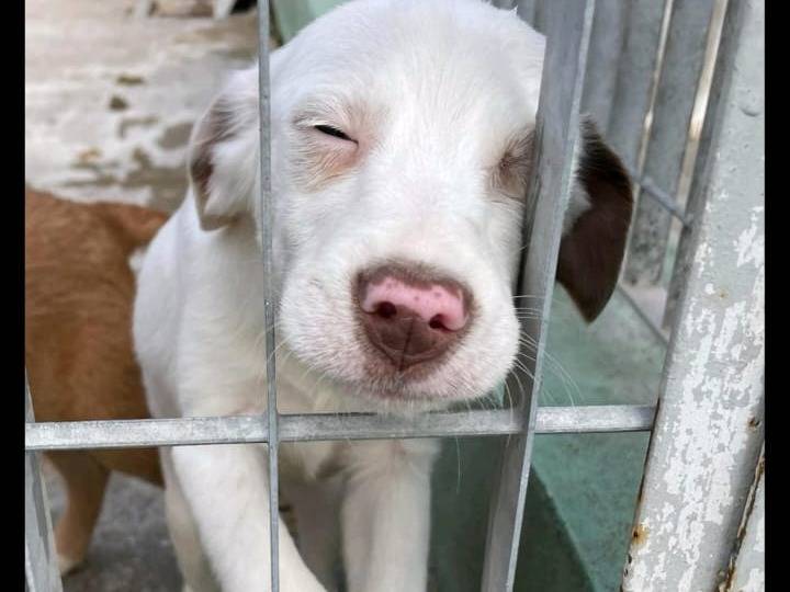 Foto dell'animale
