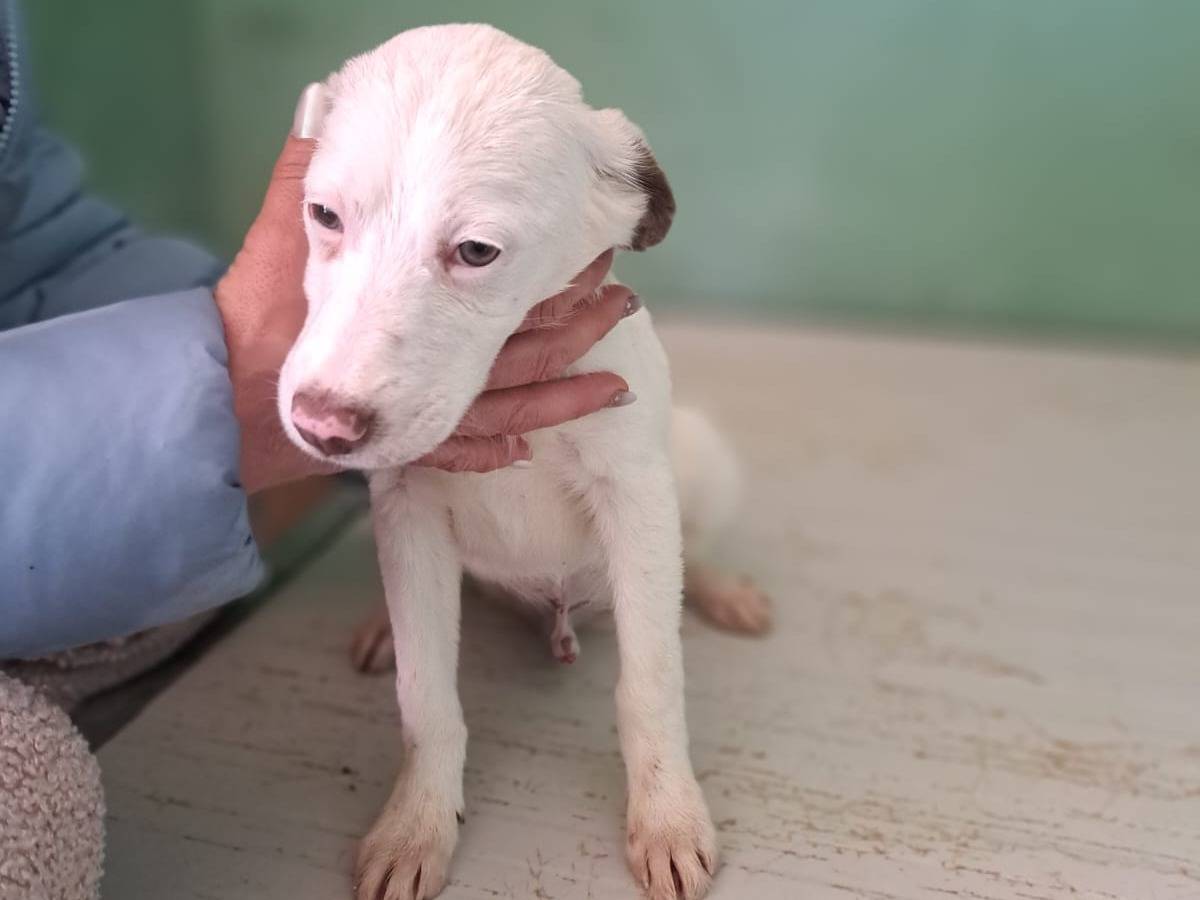 Adotta un cane, maschio, 5 mesi, Benevento
