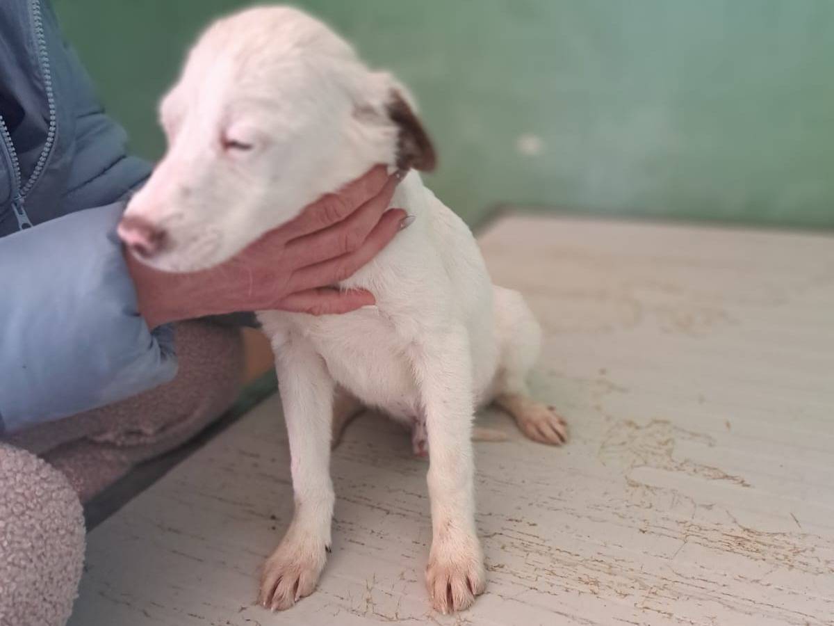 Adotta un cane, taglia media contenuta, maschio, Benevento