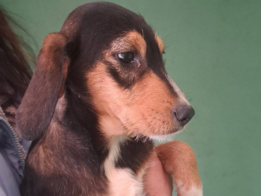 Foto dell'animale