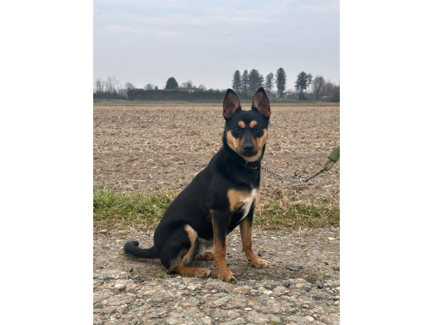 Foto dell'animale