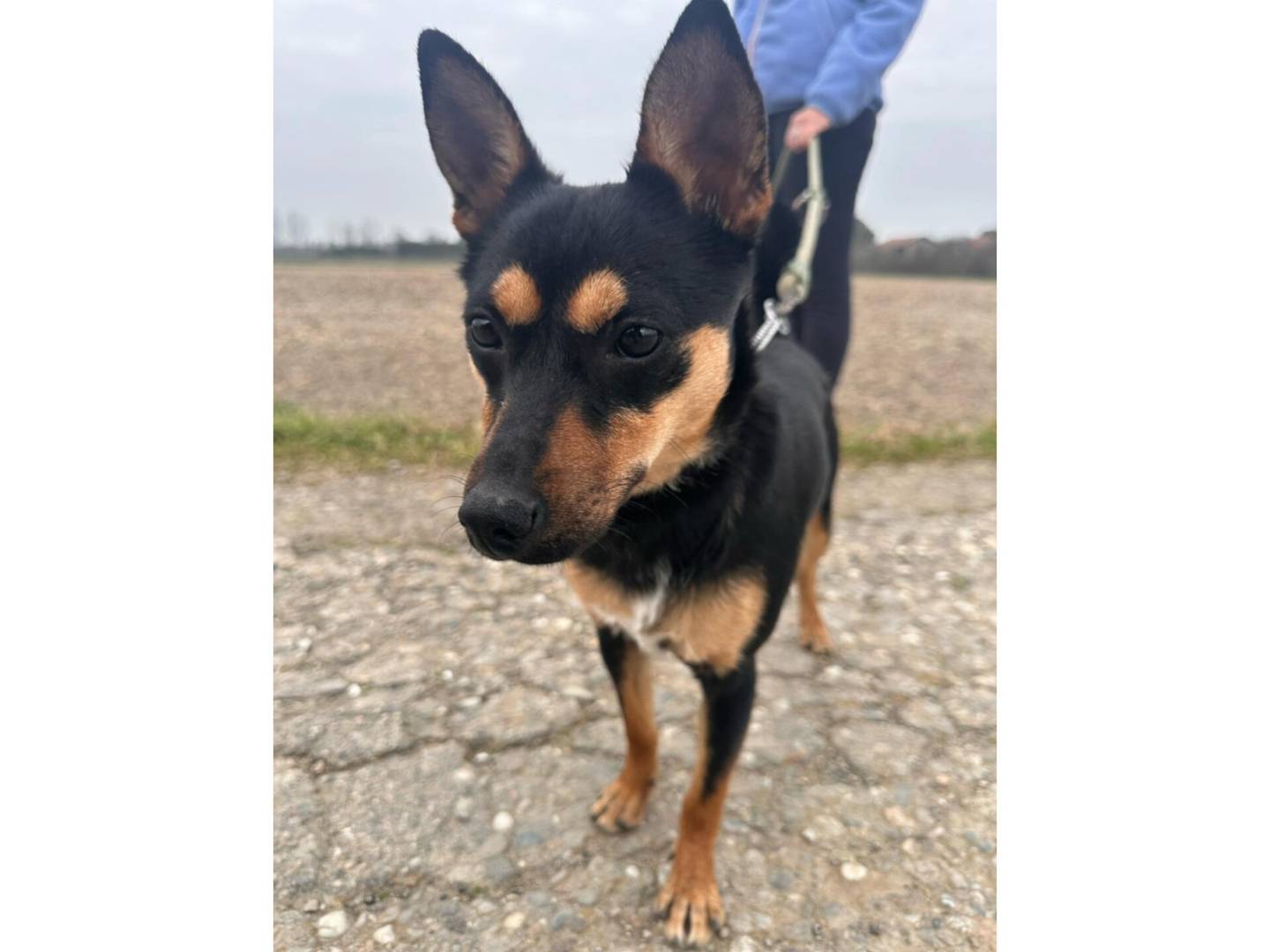 Adotta un cane, femmina, 5 mesi, Milano