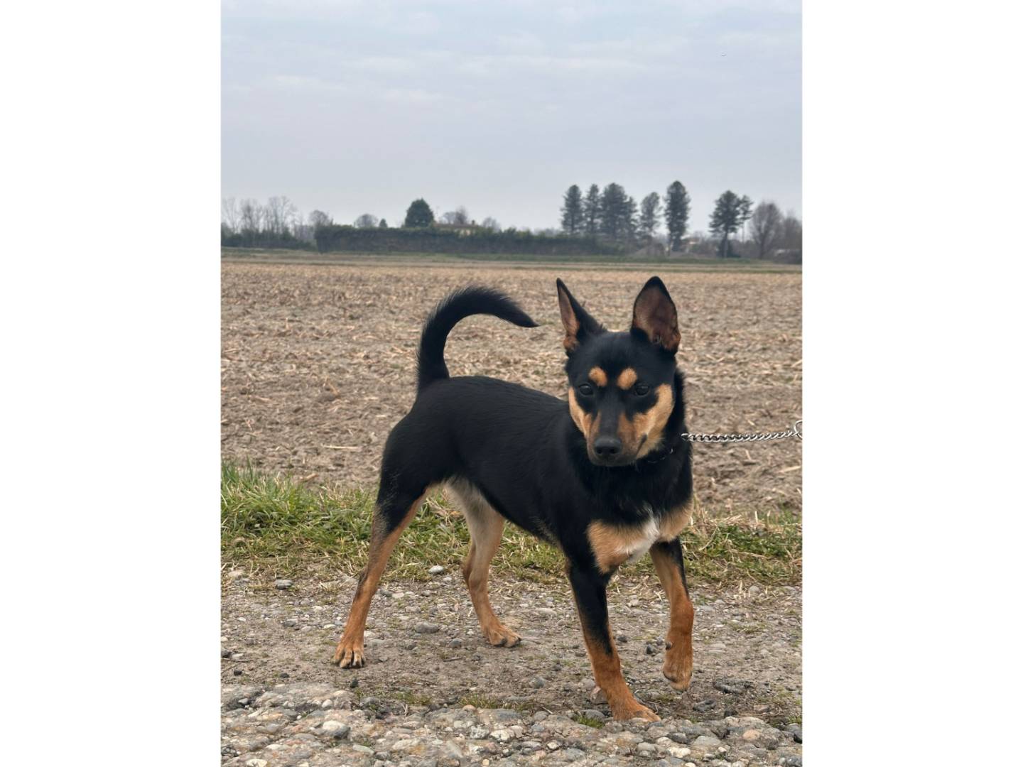 Adotta un cane, taglia piccola, femmina, Milano