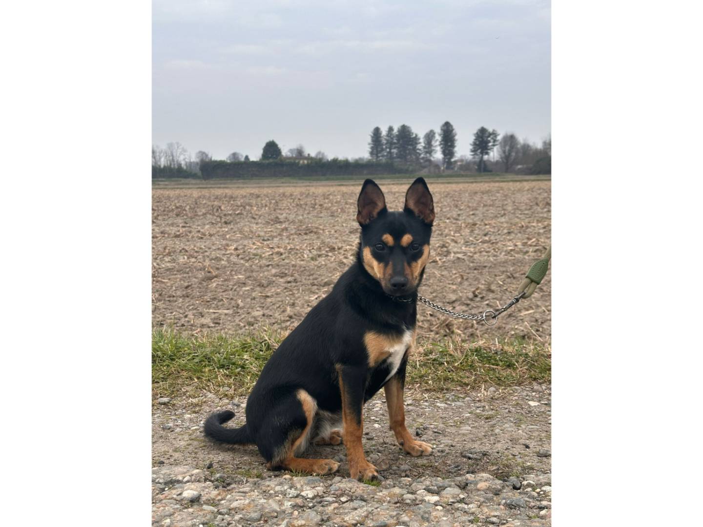 Vuoi adottare un cane a Milano?
