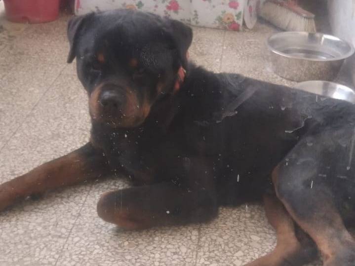 Adozione cane, maschio, Rottweiler Razza sconosciuta, 4 anni  e 7 mesi , taglia gigante, Roma