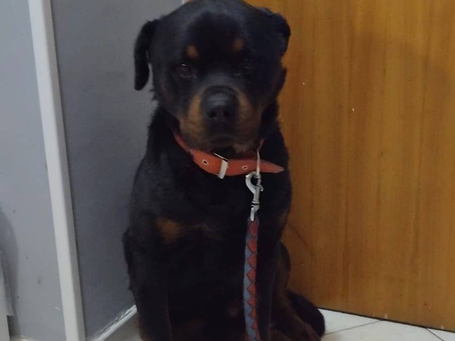 Adotta un cane, maschio, 4 anni  e 7 mesi , Roma