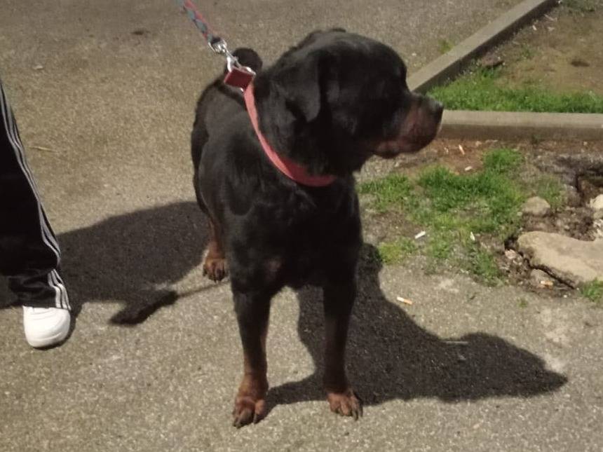 Adotta un cane, taglia gigante, maschio, Roma