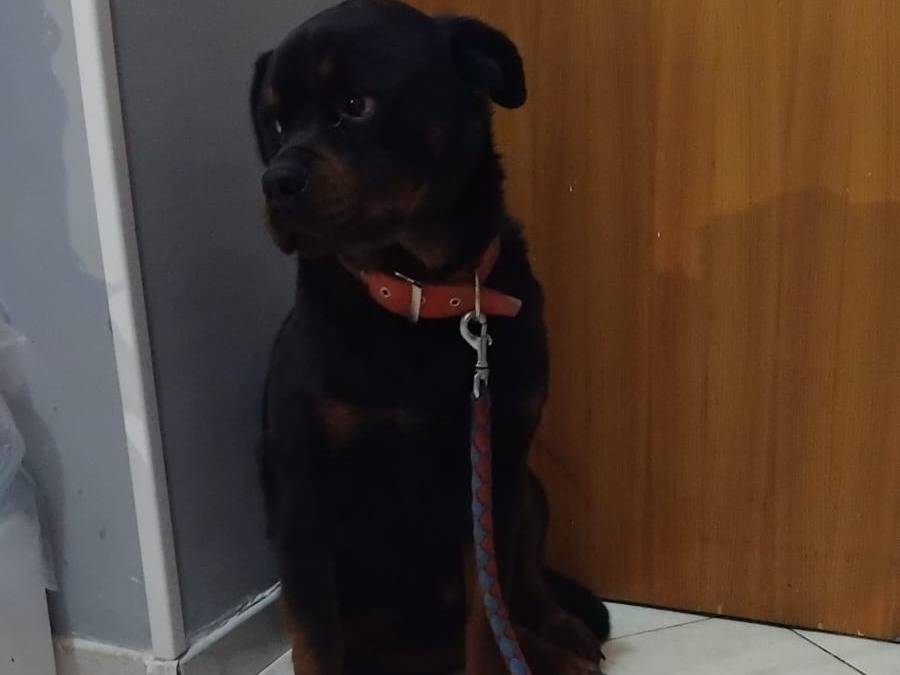 Adotta il cane Luxor a Roma