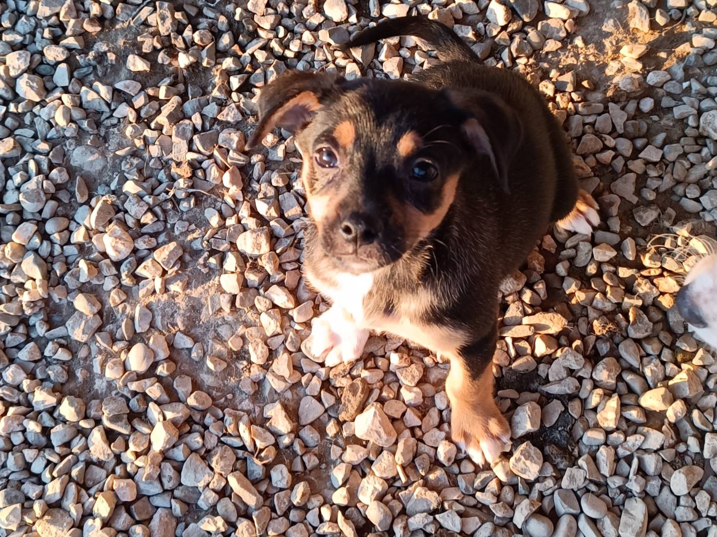 Adotta un cane, femmina, 2 mesi, Benevento