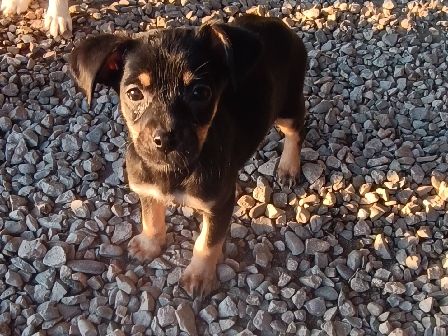 Adotta un cane, taglia piccola, femmina, Benevento