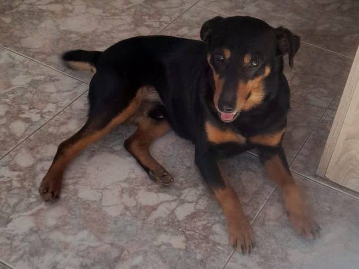 Adozione cane, maschio, Razza sconosciuta Razza sconosciuta, 3 anni  e 5 mesi , taglia piccola, Cagliari