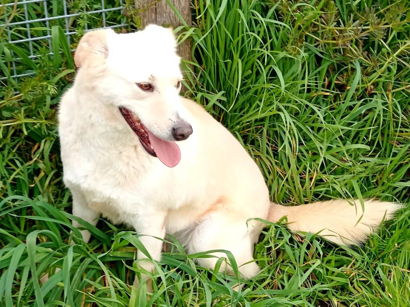 Adotta il cane MAFALDA a Latina