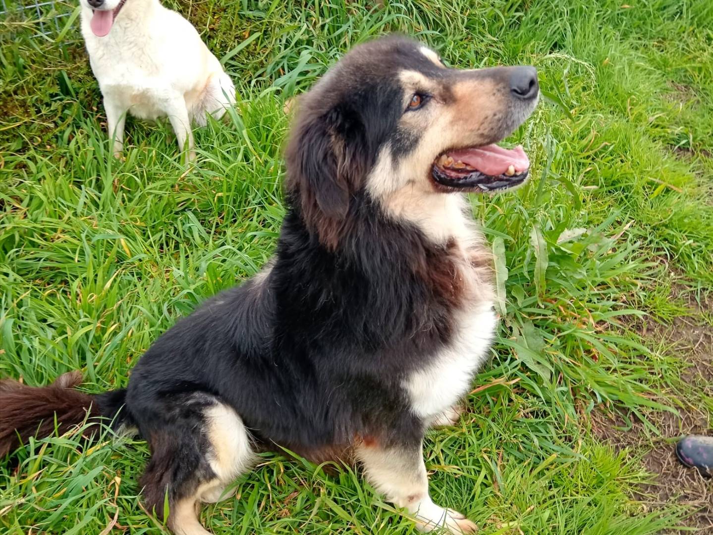 Adotta un cane, taglia media, maschio, Latina
