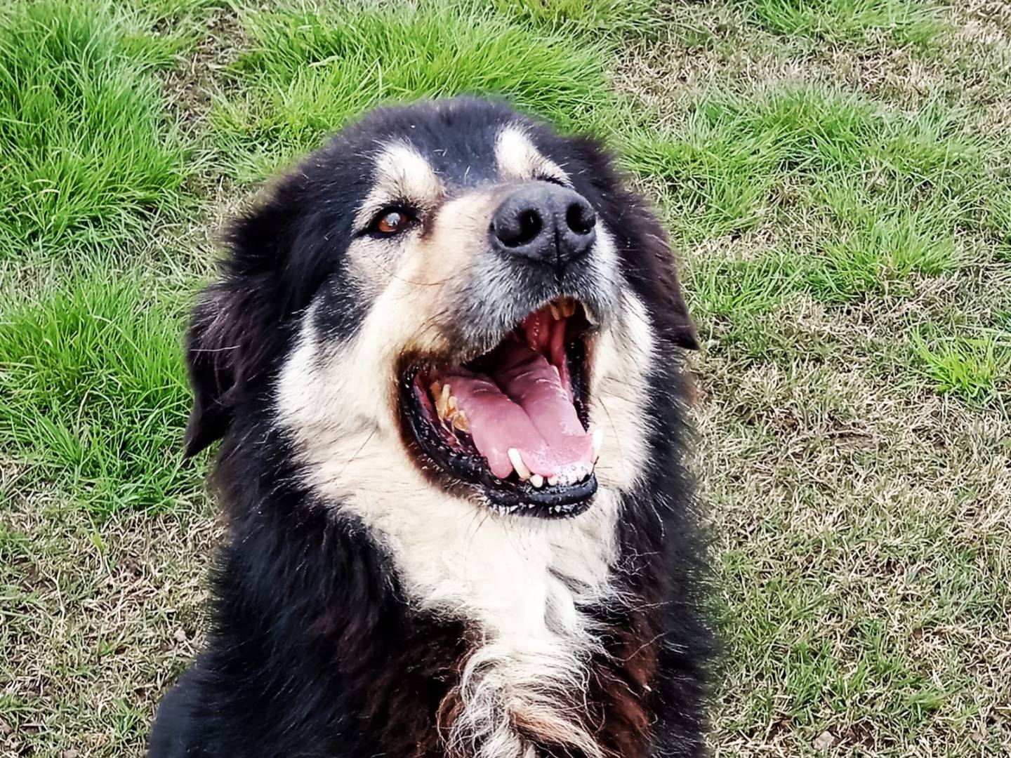 Vuoi adottare un cane a Latina?