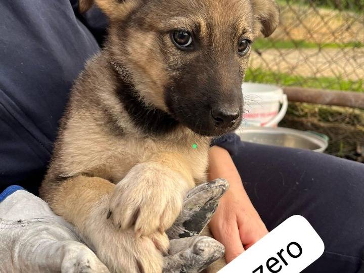 Foto dell'animale