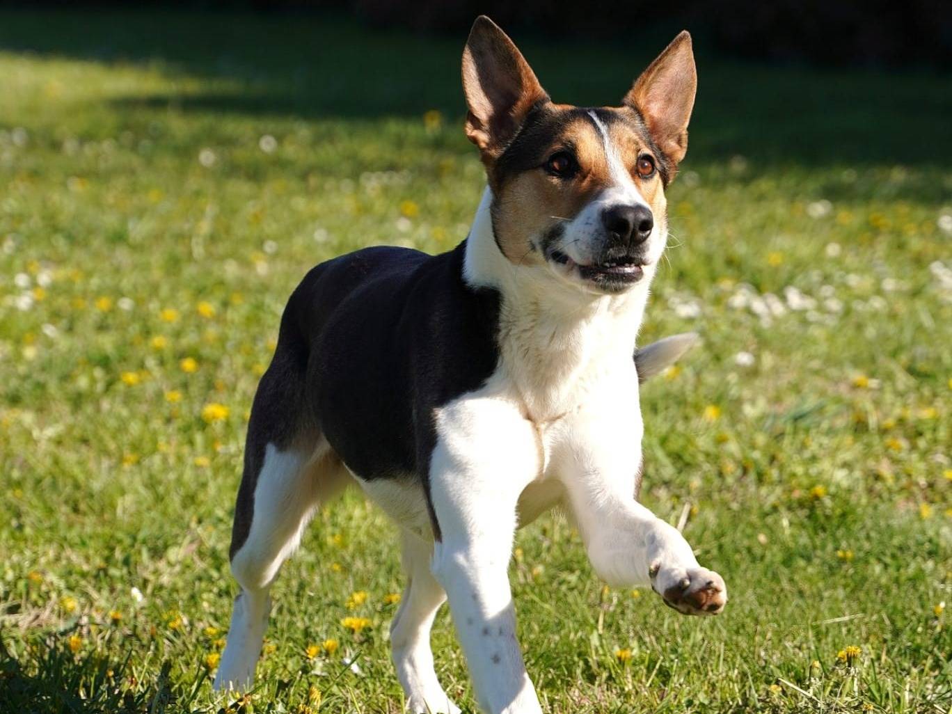 Adotta un cane, taglia media, femmina, Parma
