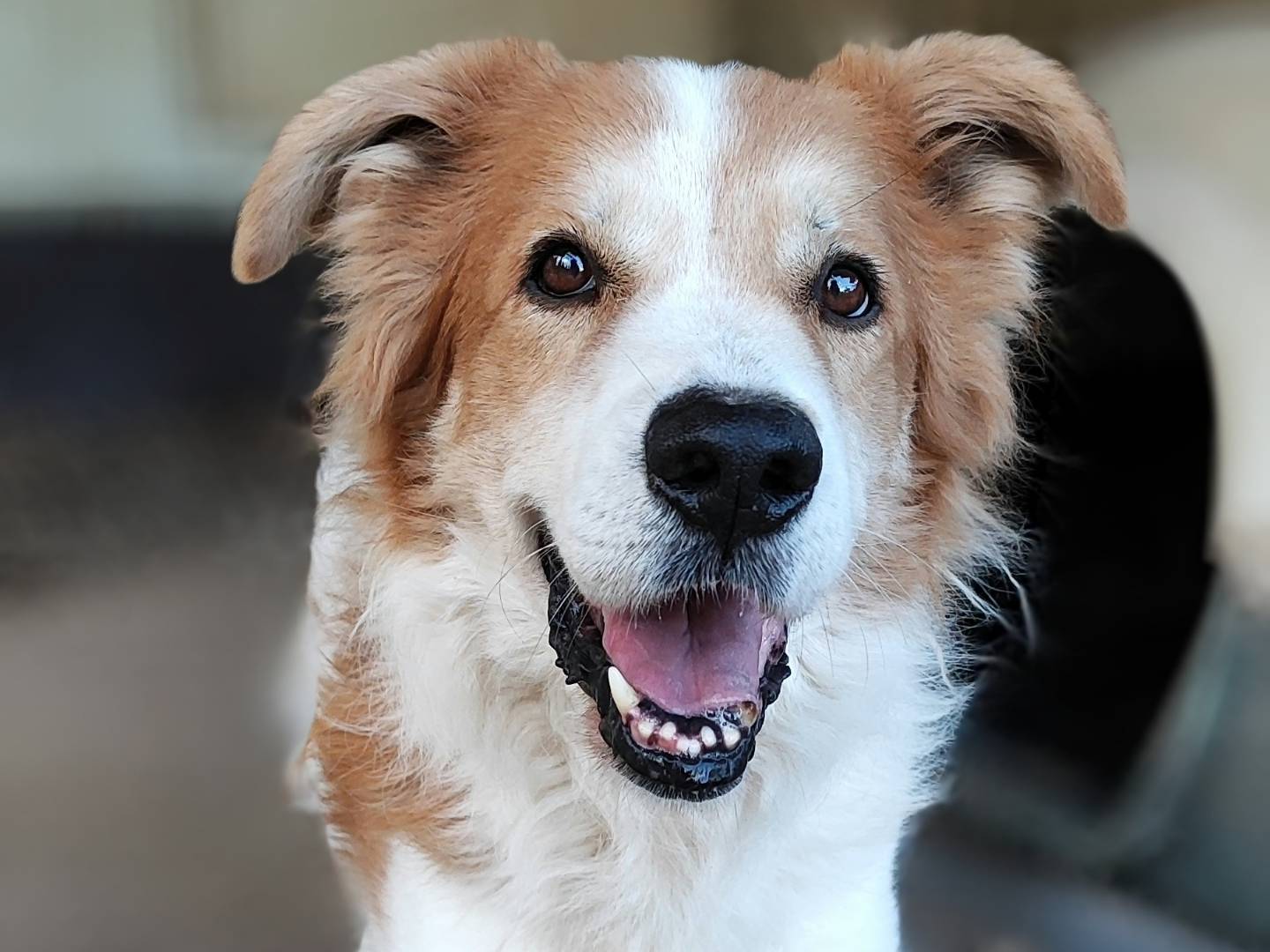 Adotta un cane, maschio, 8 anni  e 7 mesi , Messina