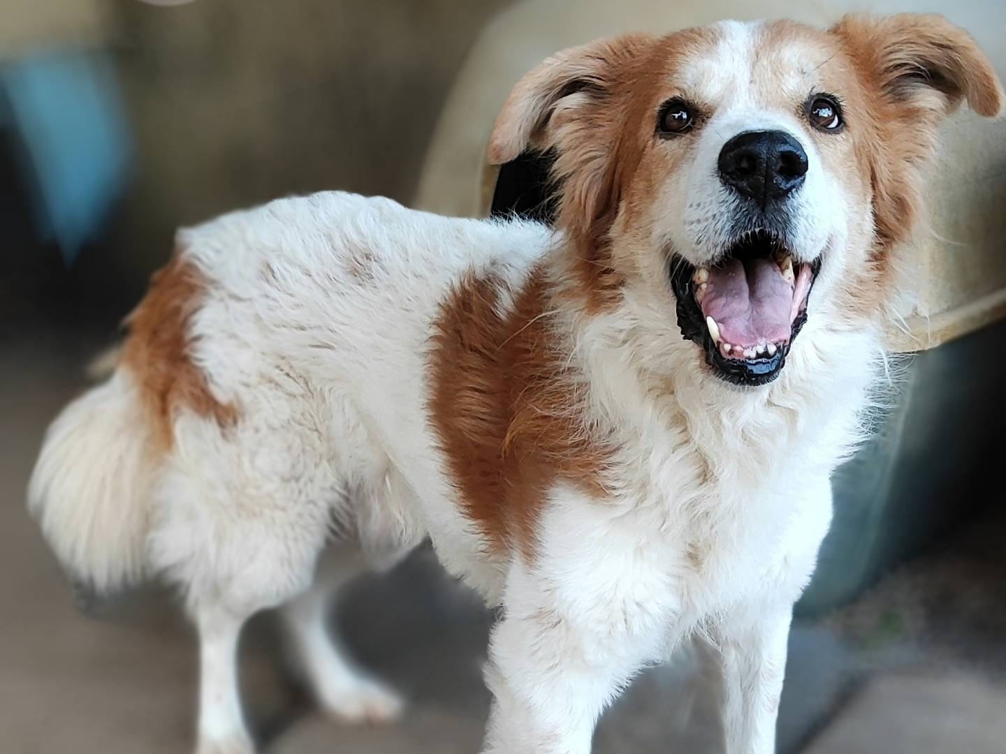 Adotta un cane, taglia grande, maschio, Messina