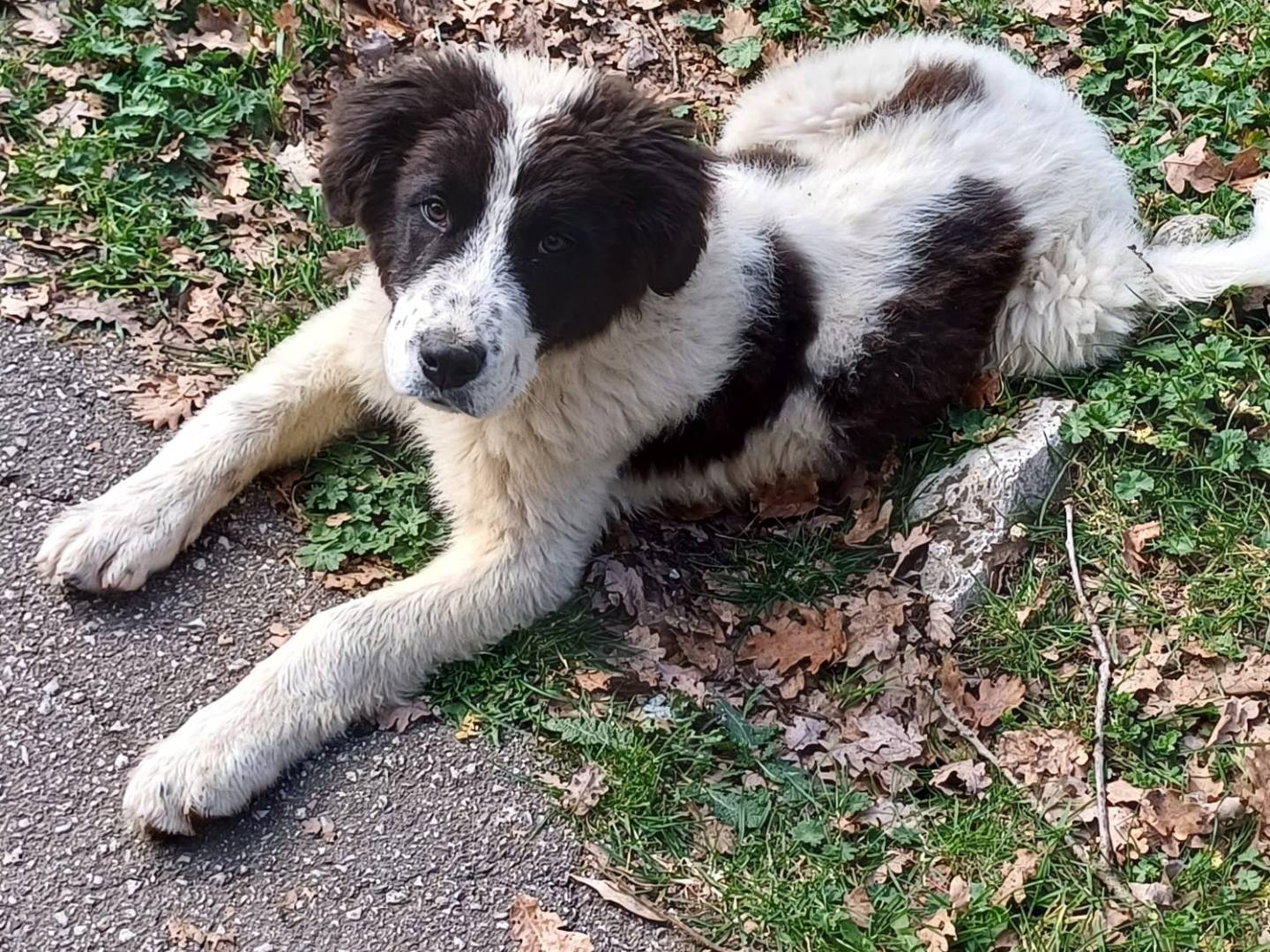 Adozione cane, maschio, Razza sconosciuta Razza sconosciuta, 5 mesi, taglia gigante, Salerno