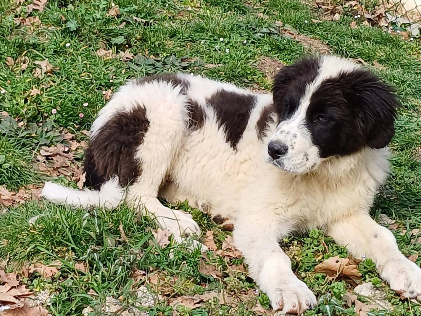 Adotta un cane, maschio, 5 mesi, Salerno