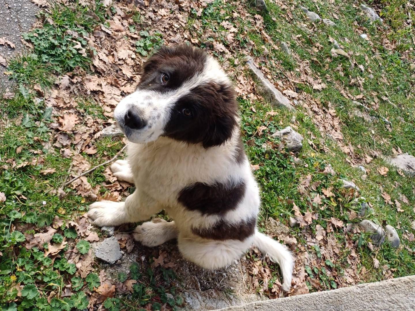 Adotta un cane, taglia gigante, maschio, Salerno