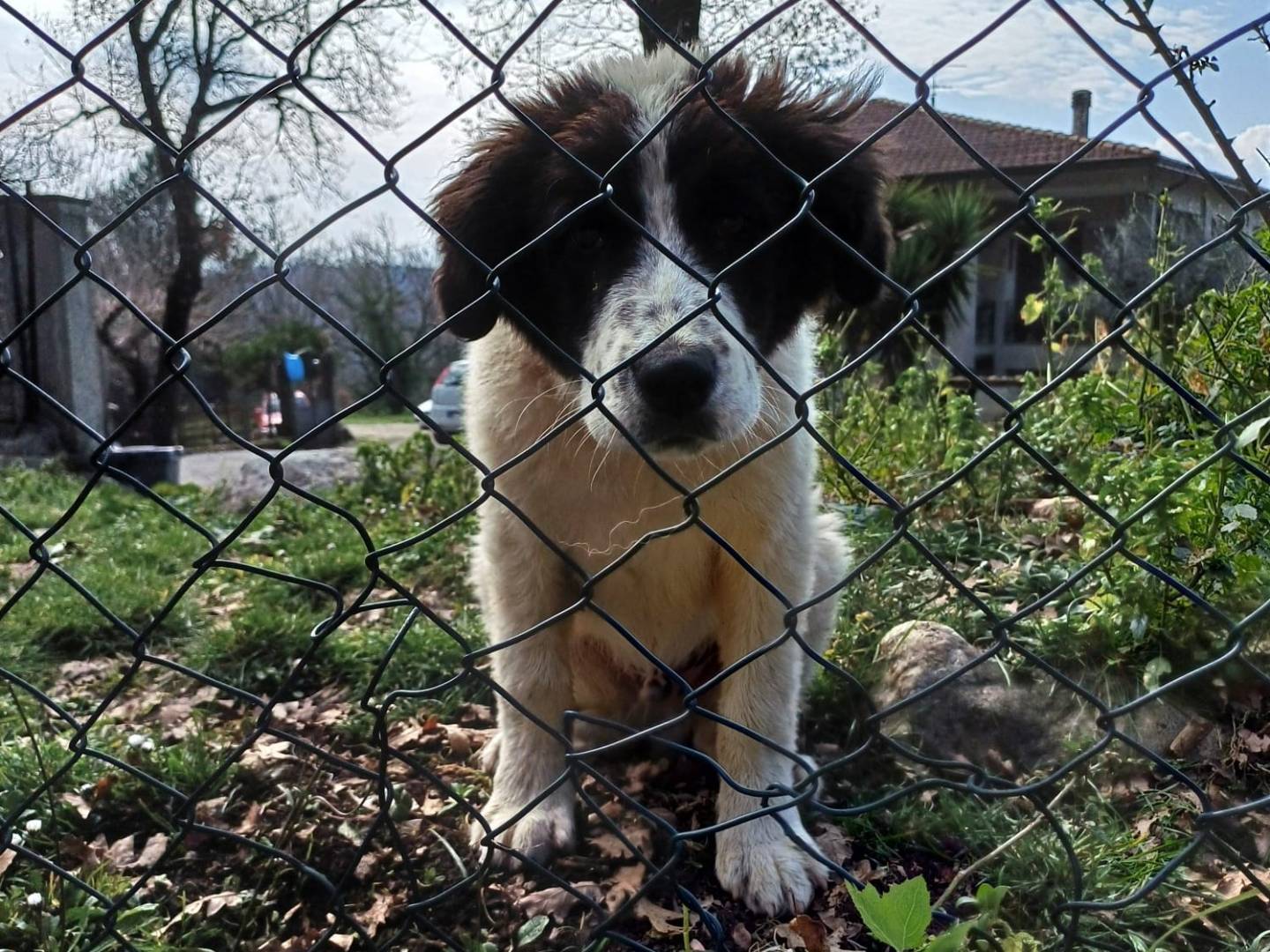 Vuoi adottare un cane a Salerno?