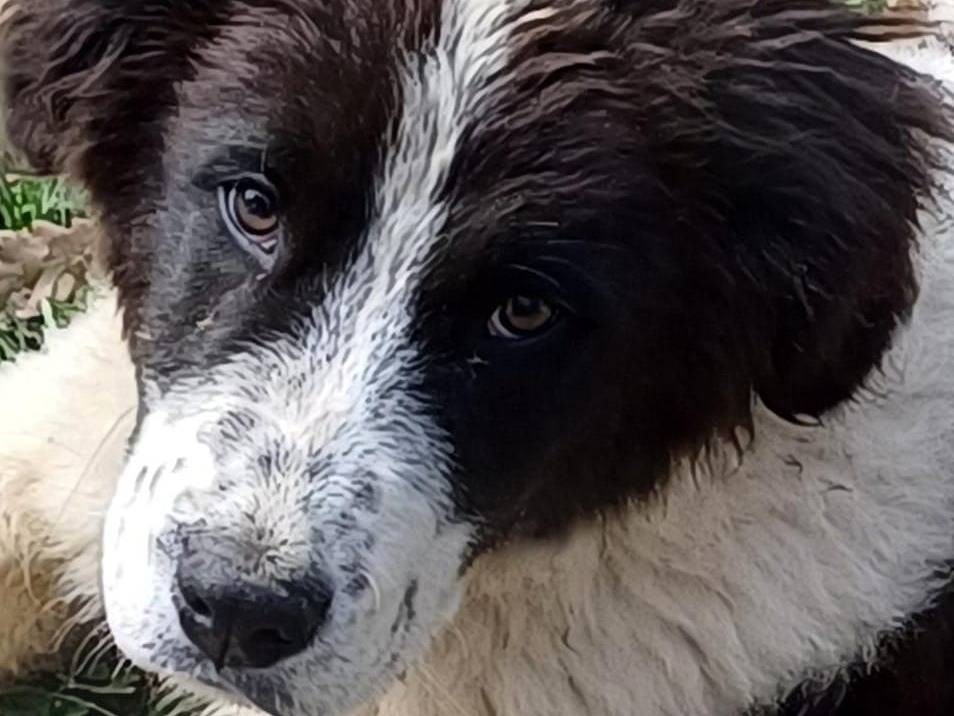 Adotta il cane Lucky a Salerno