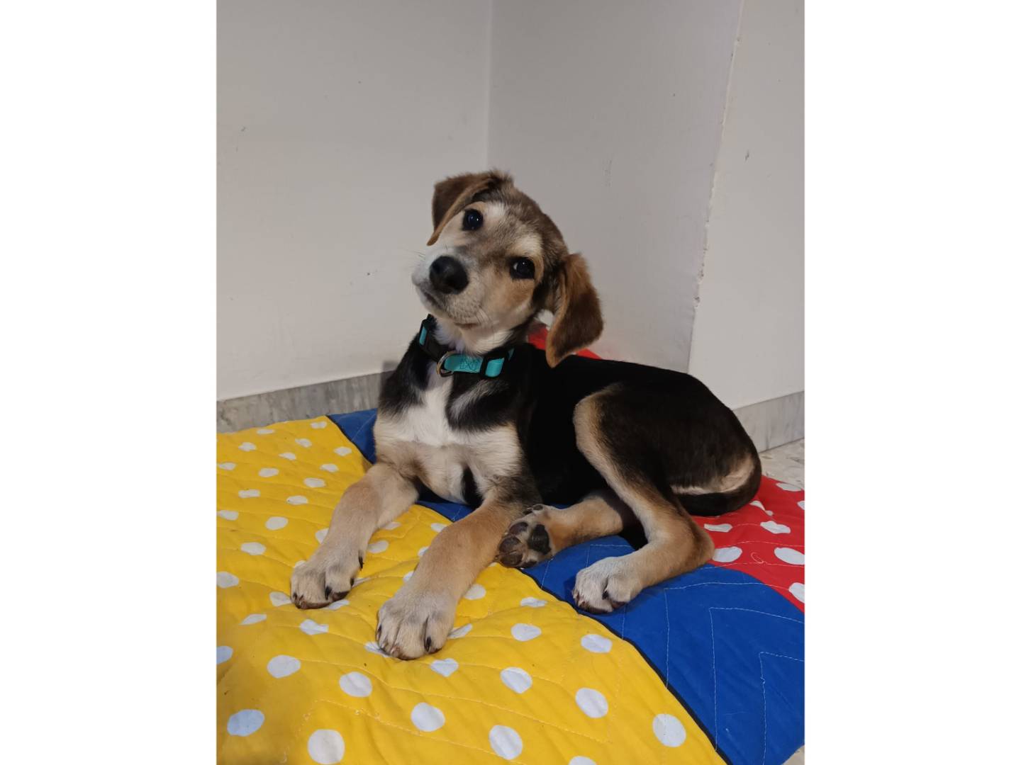 Adozione cane, maschio, Beagle  Razza sconosciuta, 2 mesi, taglia media, Bologna