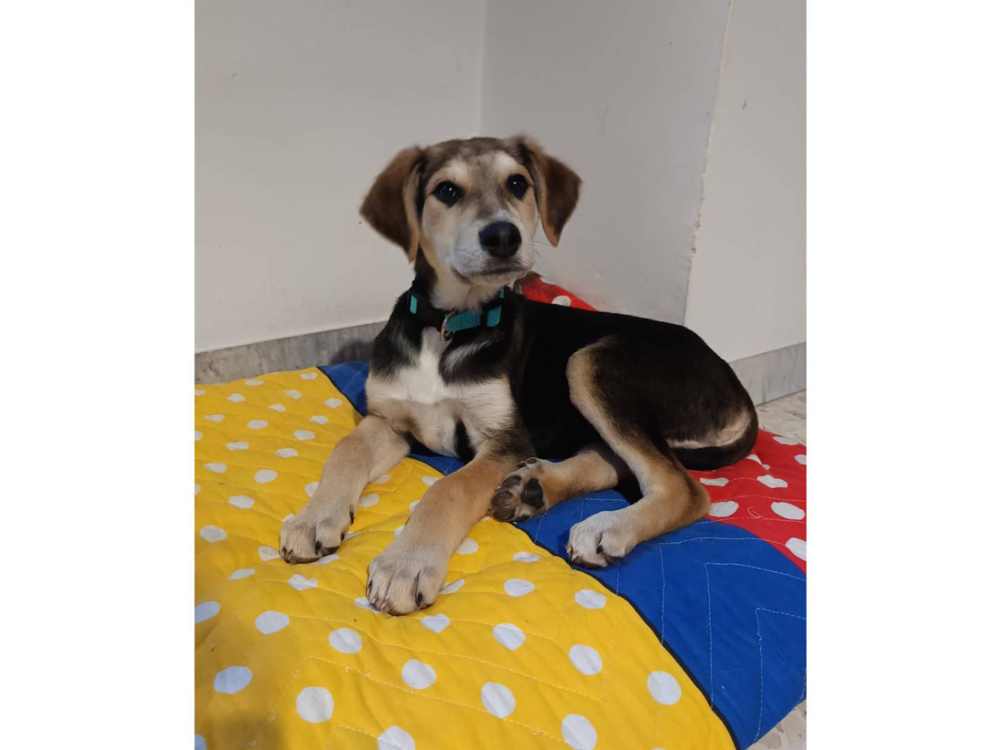 Adotta un cane, maschio, 2 mesi, Bologna
