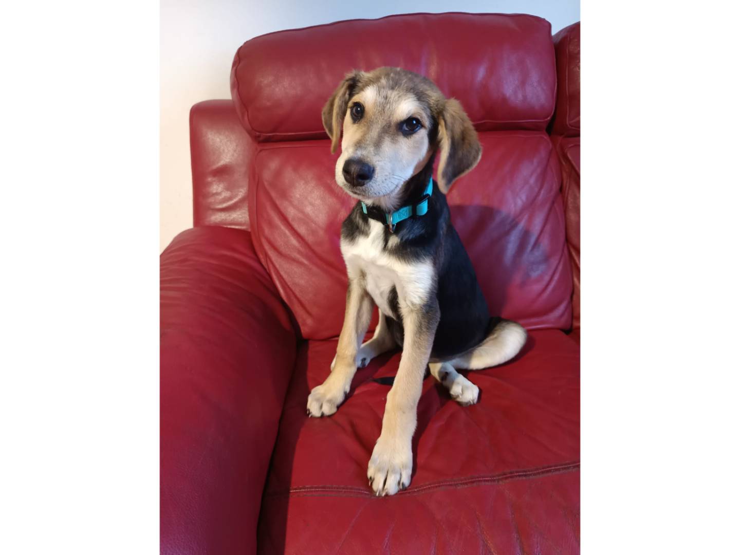 Adotta un cane, taglia media, maschio, Bologna