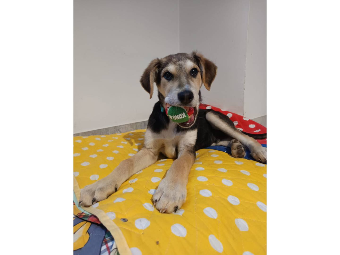 Vuoi adottare un cane a Bologna?