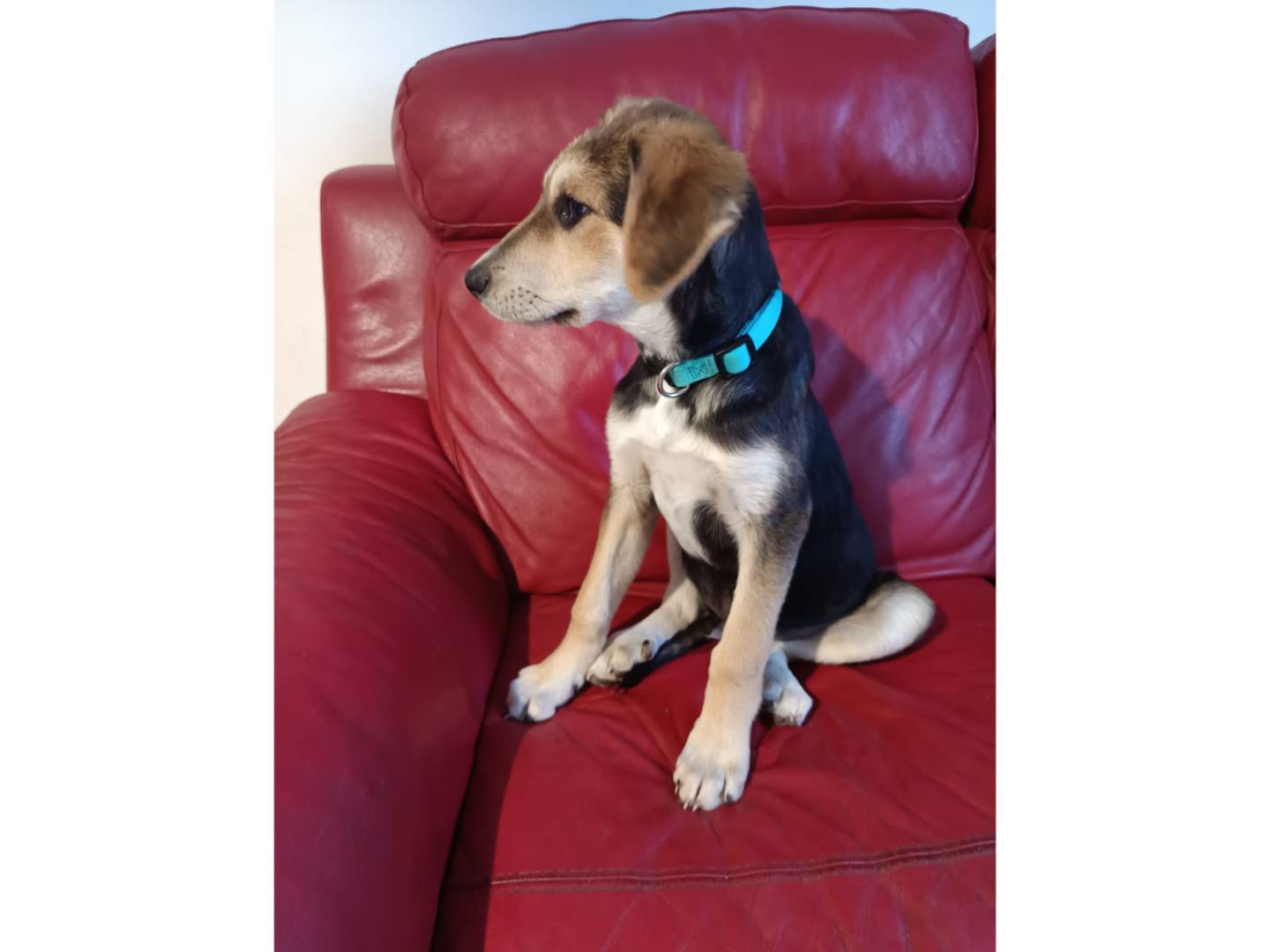 Adotta il cane Baloo a Bologna