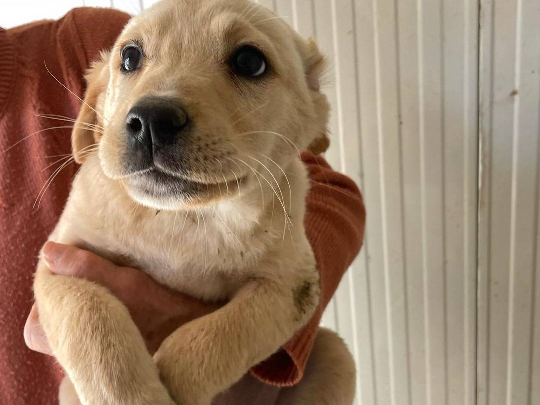 Adotta un cane, taglia media, femmina, Frosinone