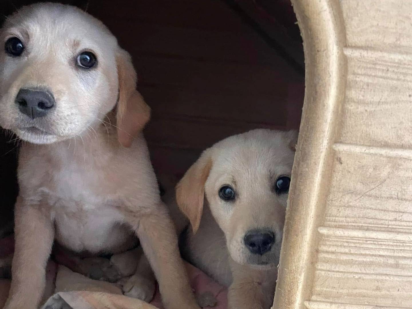 Vuoi adottare un cane a Frosinone?