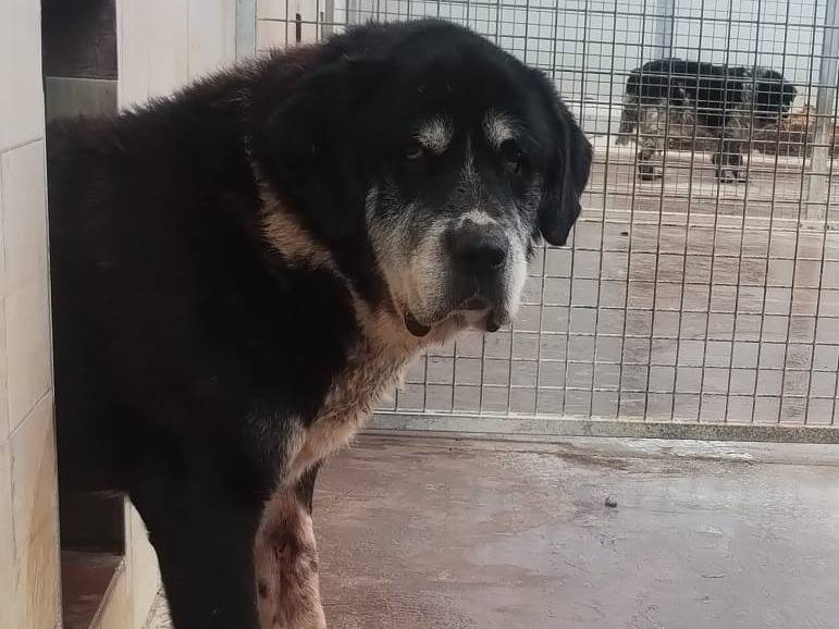 Vuoi adottare un cane a Viterbo?