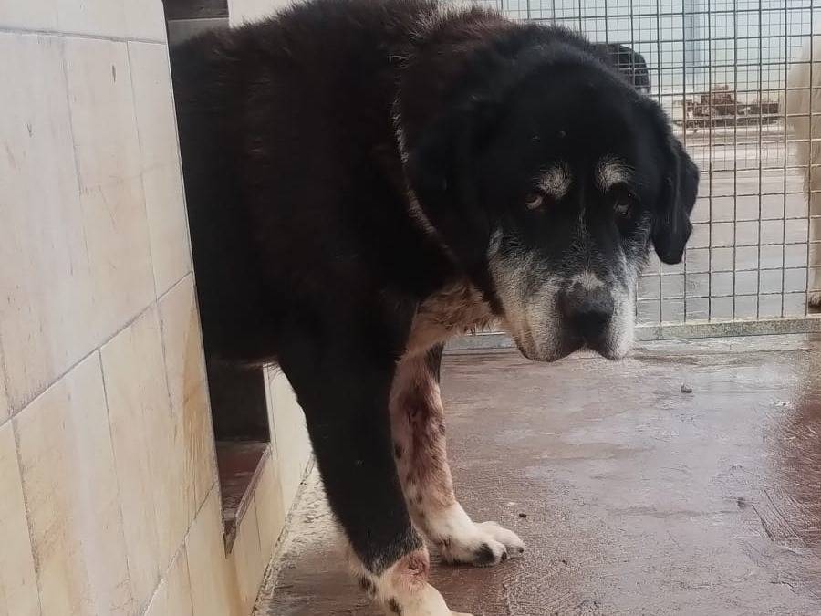 Adotta il cane Nebbia a Viterbo