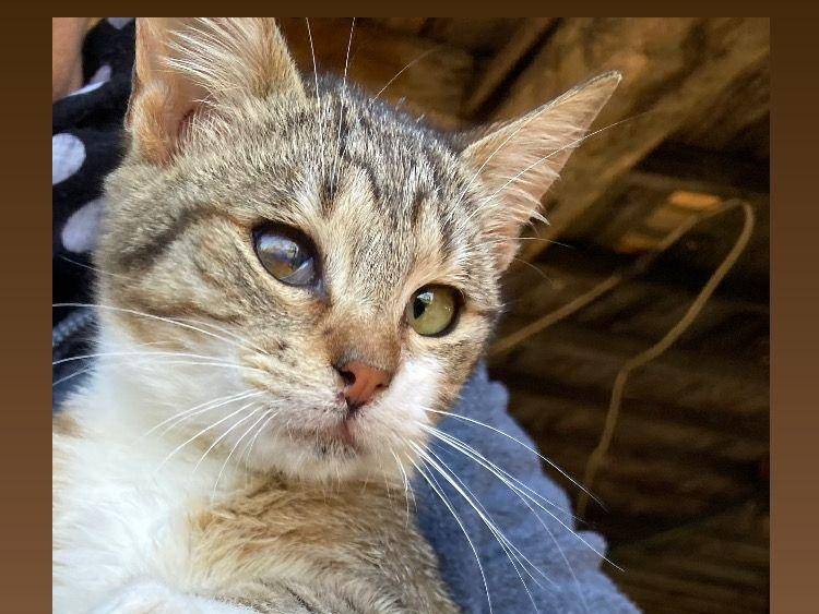 Foto dell'animale