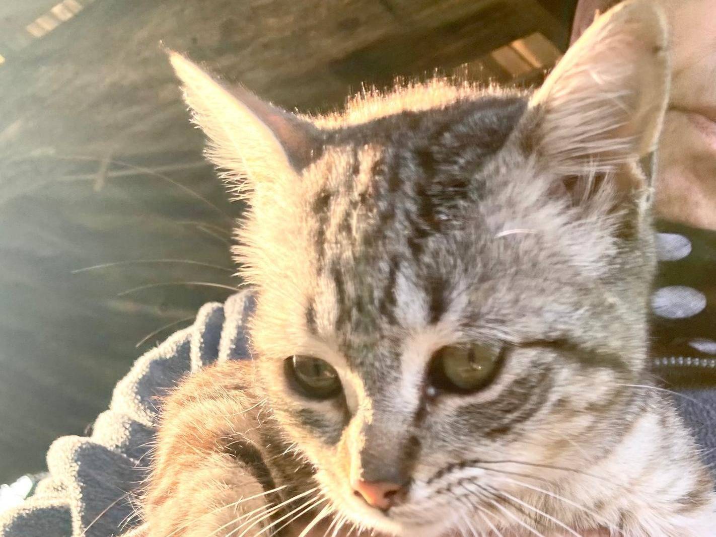 Adotta un gatto, femmina, 8 mesi, Catanzaro