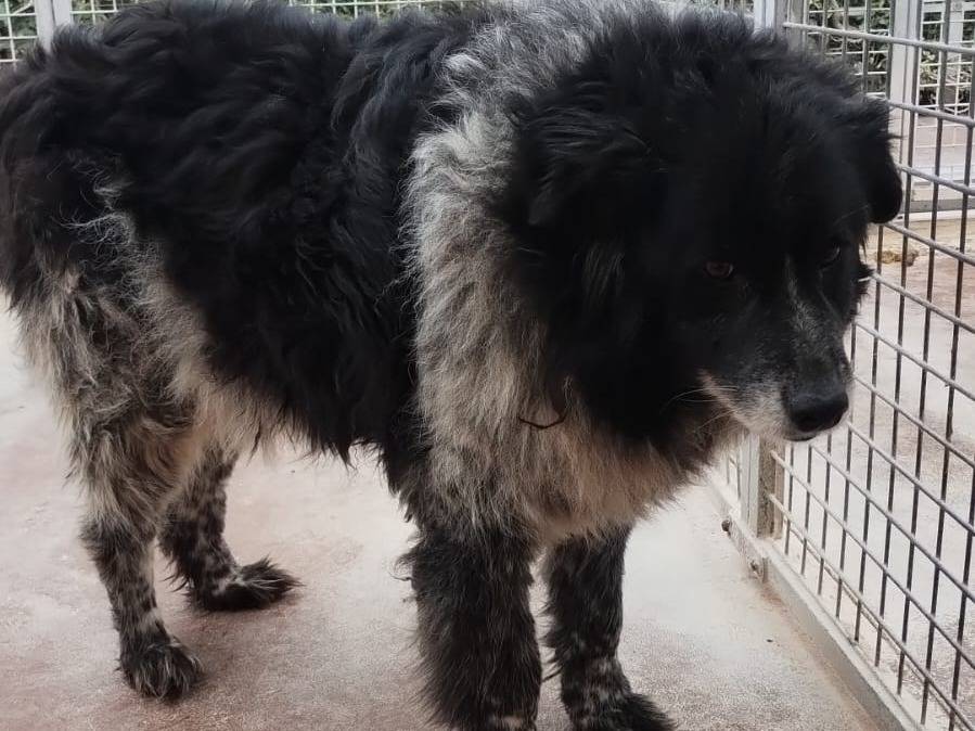 Adotta un cane, femmina, 10 anni  e 11 mesi , Viterbo